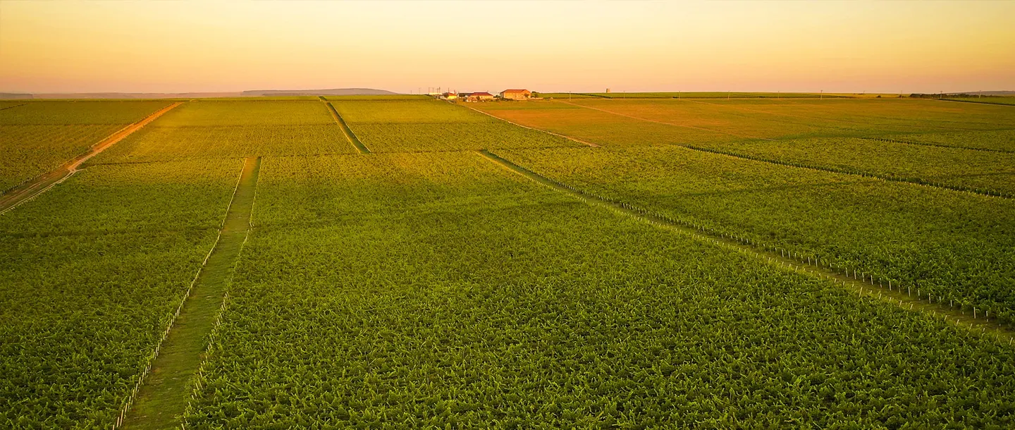 Romanian Wines - Wine Tourism - Strunga Winery